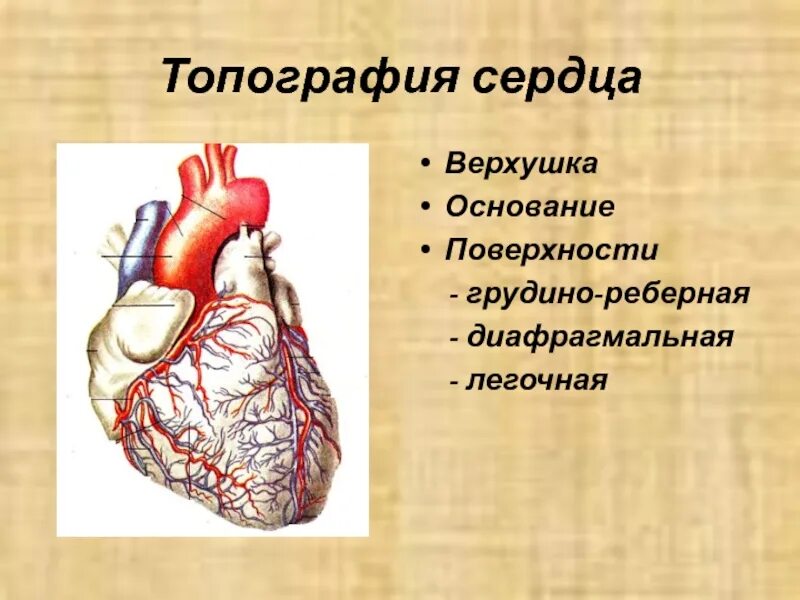 Топографическая анатомия сердца. Сердце анатомия топография строение. Сердце внешнее строение топография. Верхушка сердца анатомия. Сердце образовано клетками