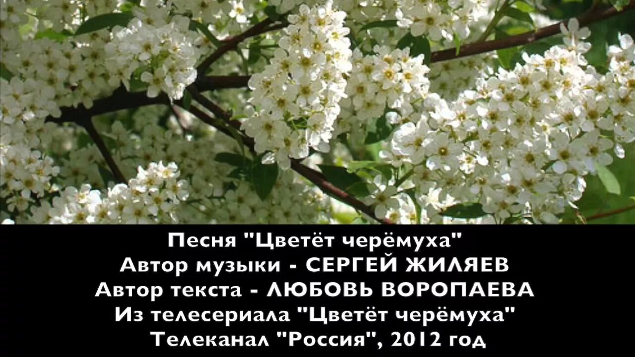 Песня сумишевского черемуха. Черемуха цветет. Черёмуха цветёт к похолоданию. Белая черемуха. Цветёт черёмуха к похолоданию примета.