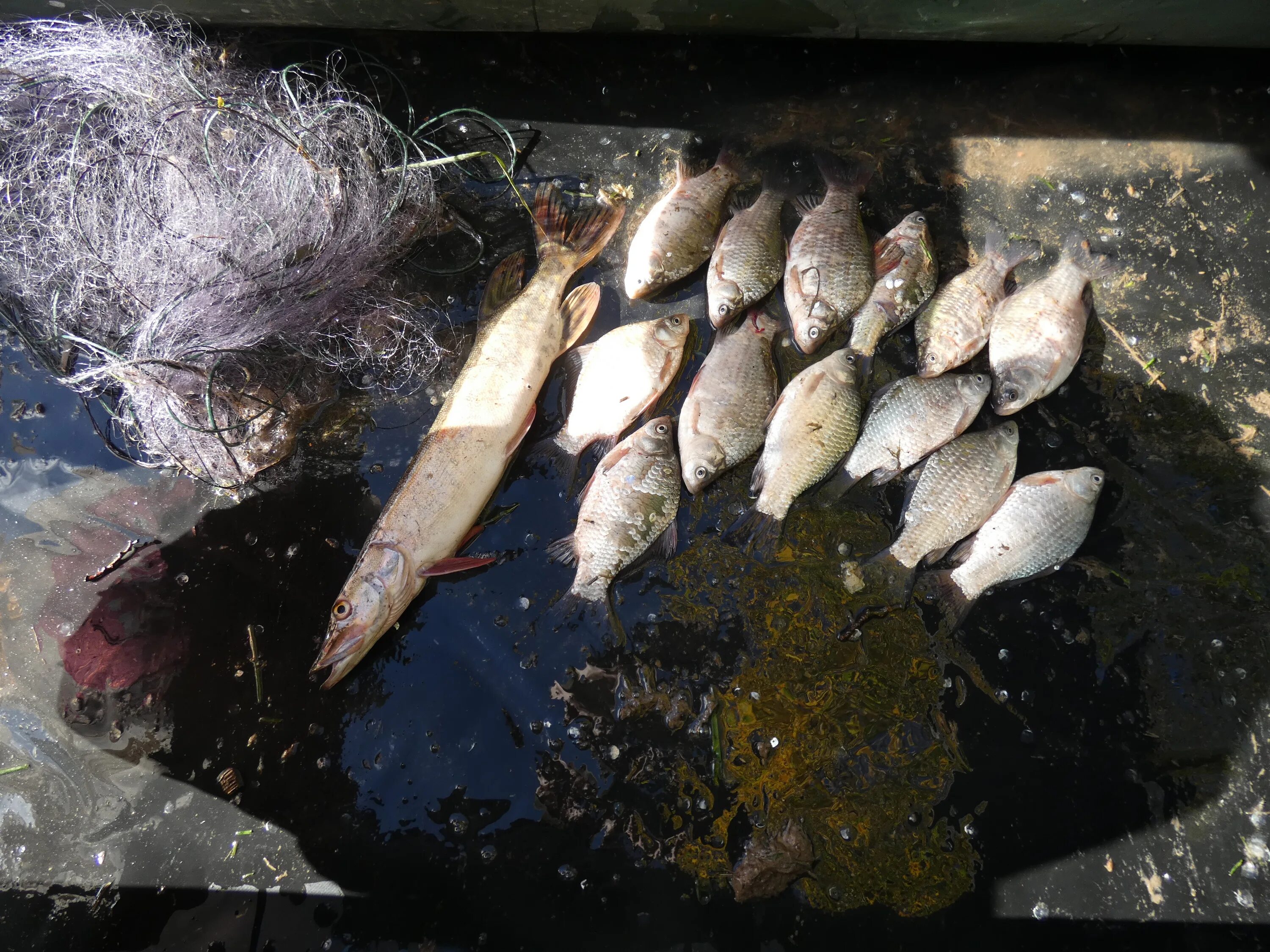 незаконная добыча водных биологических ресурсов ст 256