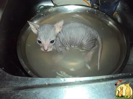 Котятам сфинкса месяц чем кормить