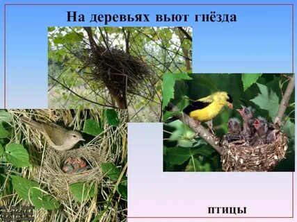 Какая птица живет вьет гнезда на лугу