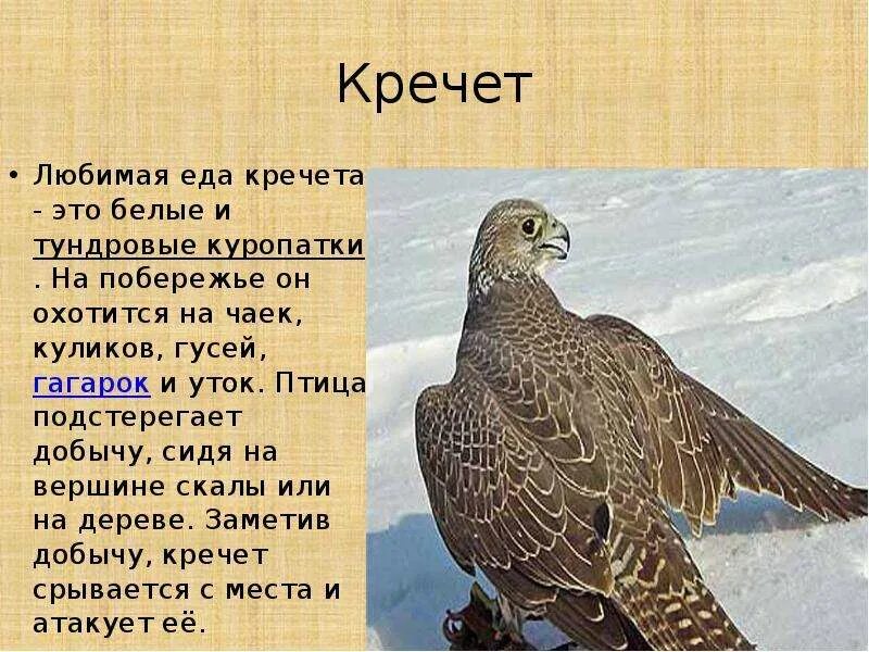 Gyrfalcon - Wildlife Facts wildlife-facts.weebly.com The Gyrfalcon ( Falco rusti