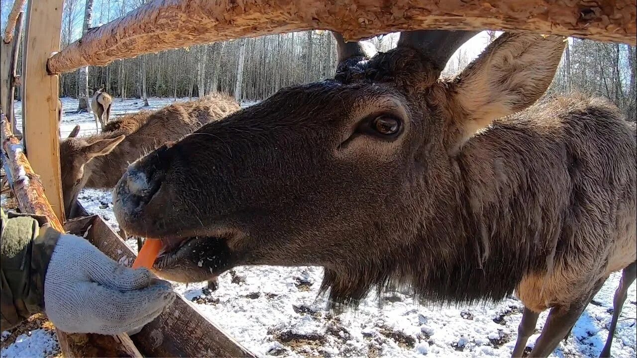 Оленья ферма судимир