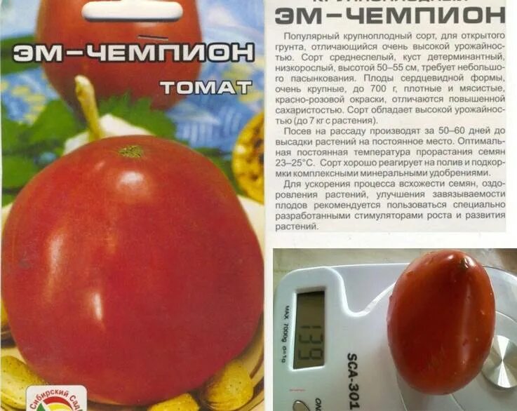 Яблоня чемпион рено. Яблоня сорт чемпион. Чемпион описание. Семена редис кармен. Томат розовый чемпион f1.