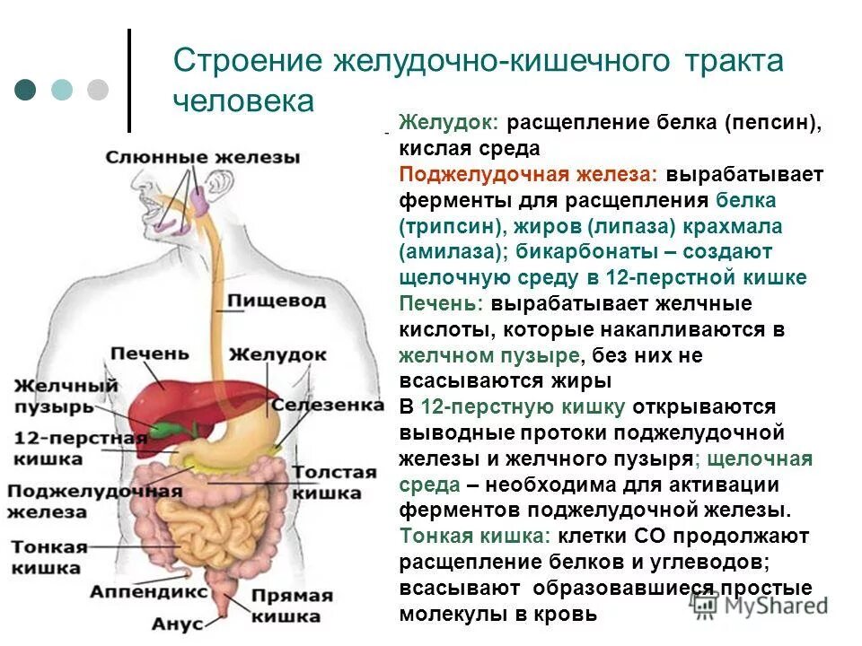 Пищевод расщепление. Отделы пищеварительного тракта схема. ЖКТ человека строение и функции анатомия и физиология. Функции отделов желудочно-кишечного тракта. Строение пищеварительного тракта кратко.