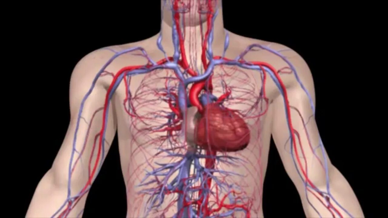 Циркуляторная система человека анатомия. Венозная кровеносная система человека. Кровеносная система вен человека анатомия. Система кровообращения человека сердце и кровеносные сосуды. Сердечные артерии и вены