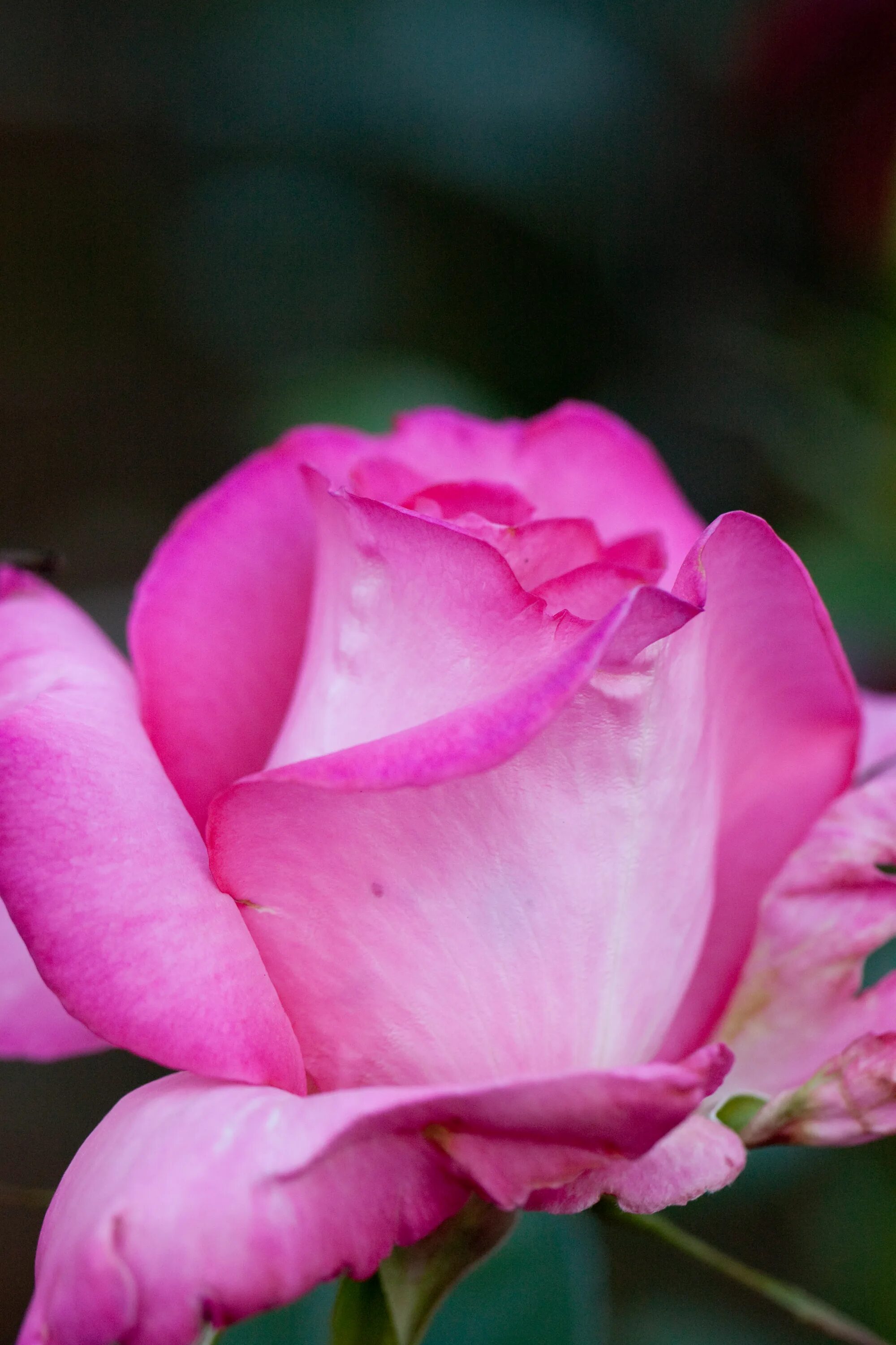 Esmeralda rose. Esmeralda rose. Esmeralda rose. Esmeralda rose. Esmeralda rose.