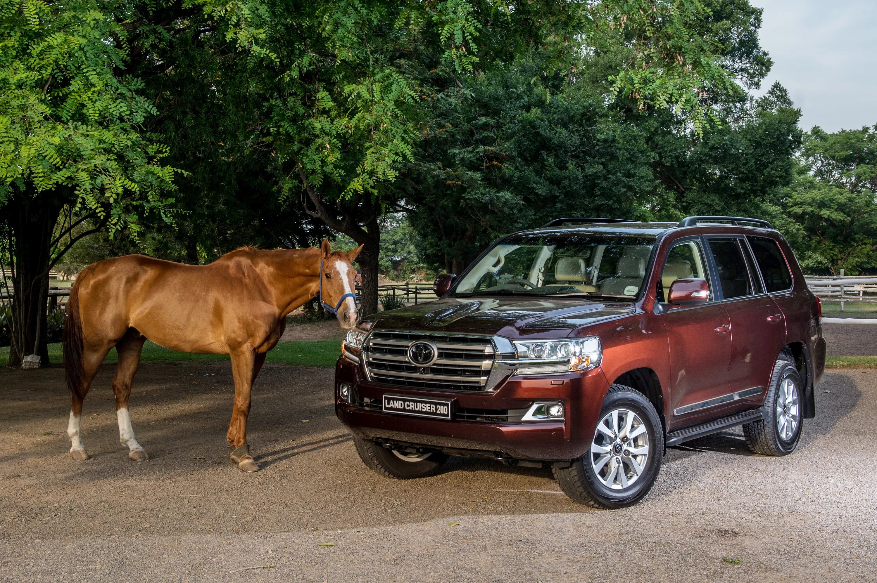 Тойота 200 лошадей. Ленд крузер лошадей 200. land cruiser 200 vx-r. ленд крузер 200 коричневый. ленд крузер 200 лошадиные силы.