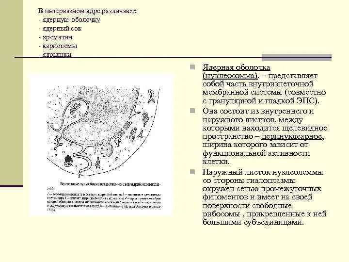 Растворение ядрышка. Амеба ядро кариосома. Строение интерфазного ядра. Наружная мембрана ядерной оболочки переходит в мембраны ЭПС. Общие принципы строение интерфазного ядра.