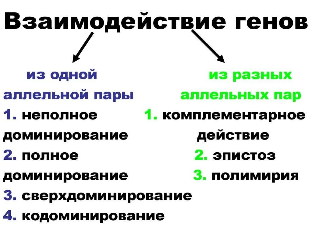 Генотип бывает. Схема взаимодействия аллельных и неаллельных генов. Типы взаимодействия аллельных генов. Взаимодействие аллельных генов схема. Схема типы взаимодействия аллельных генов.