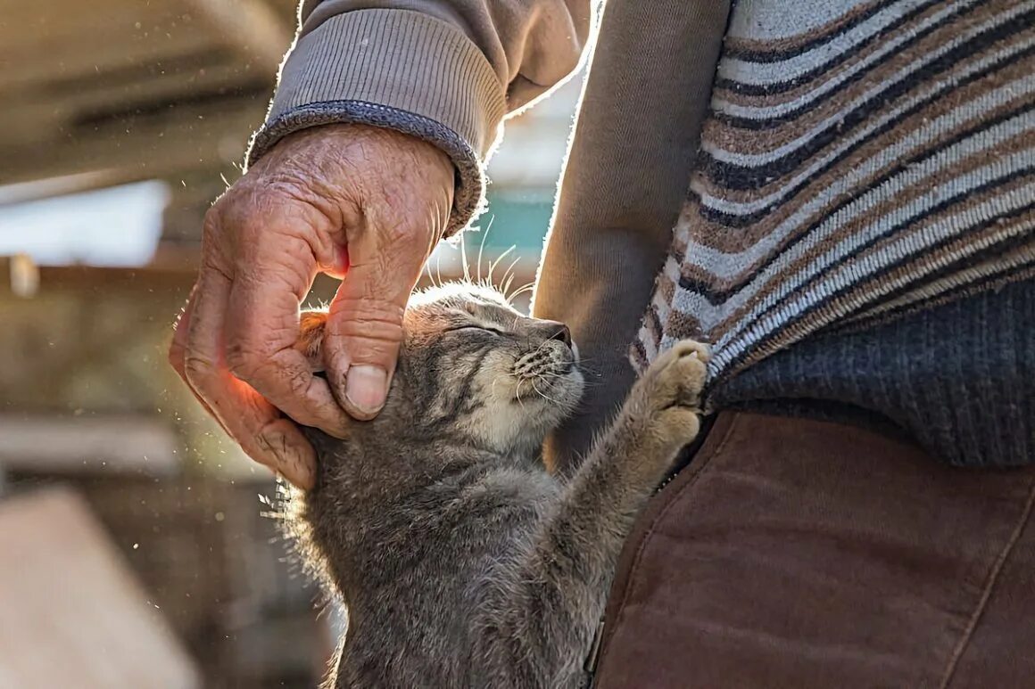 Помогли кошкам. Кот на руках. Котенок на руках. Человек гладит кошку.