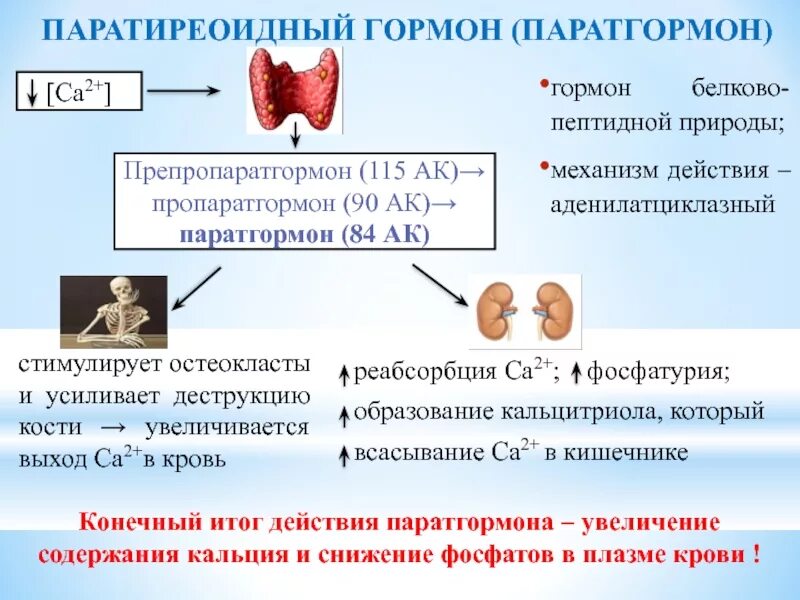 Паратгормон интактный. Паратиреоидный гормон. Паратиреоидный гормон (ПТГ). Химическая структура паратиреоидный гормон. Паратгормон функции.