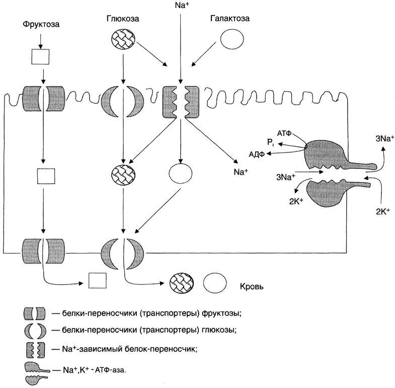 Транспорт глюкозы кровью. Механизмы трансмембранного переноса углеводов.. Механизм трансмембранного переноса Глюкозы. Механизм всасывания моносахаридов биохимия. Механизмы трансмембранного переноса углеводов биохимия.