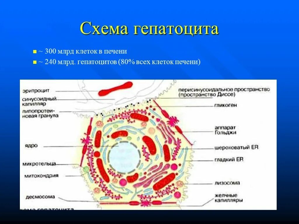 Какие клетки в печени