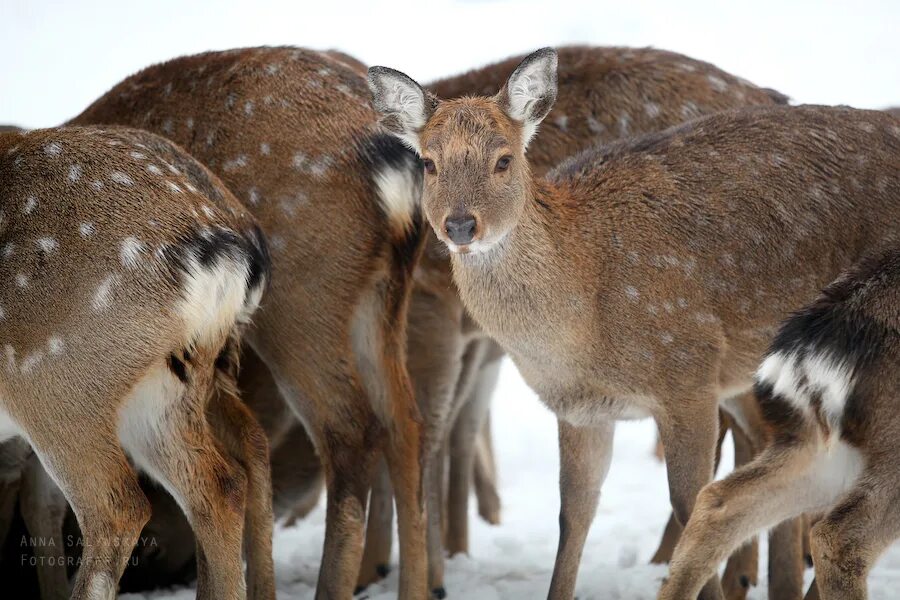 увидели лося