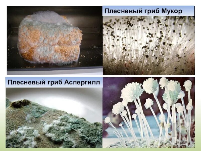 Плесневелые грибы примеры. Гриб мукор (Mucor). Хлебная плесень мукор. Мукор пеницилл аспергилл. Плесневелый гриб мукор.