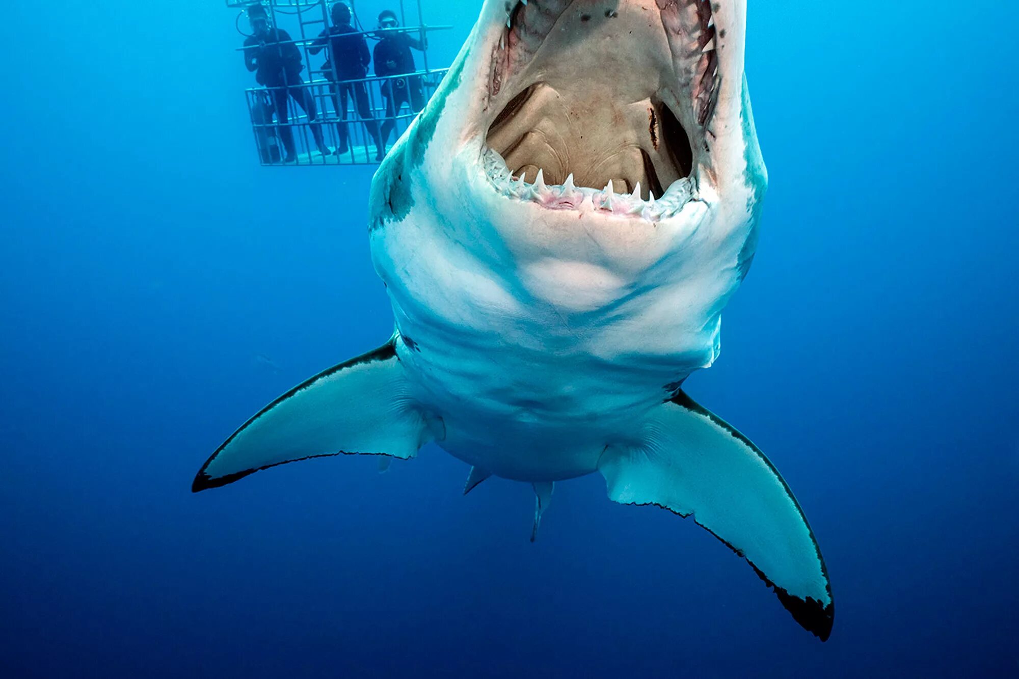 Белая акула снизу. Белая акула с открытой пастью. Самая большая пасть
