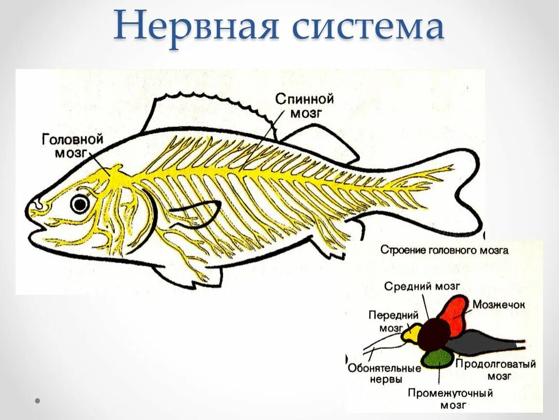 Какой мозг у рыб. Нервная система костных рыб схема. Рисунок нервная система костной рыбы. Нервная система рыб схема. Нервная система рыб 7 класс биология.