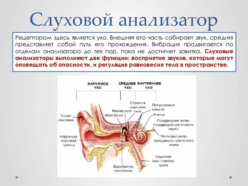 Слуховую функцию выполняет