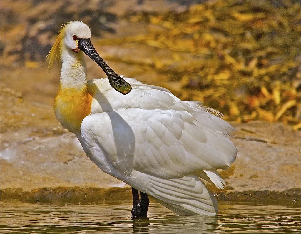 Обыкновенная колпица. Колпица обыкновенная (Platalea leucorodia). Нильская колпица. Желтоклювая колпица.