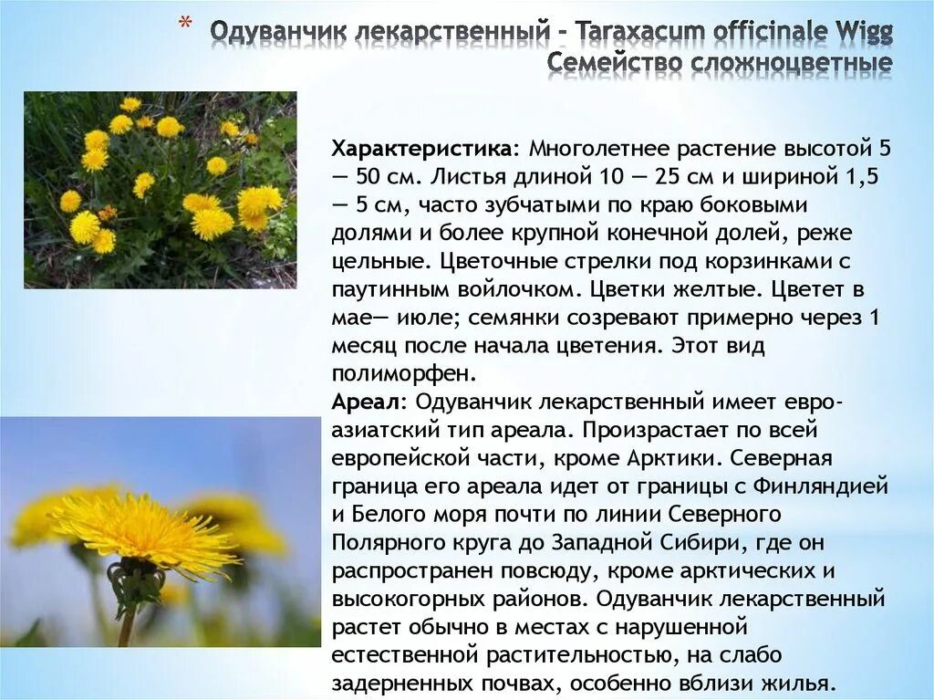 Одуванчик описание. Одуванчик цветок описание. Одуванчик краткое описание. Научное описание одуванчика.