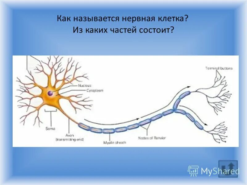 Название нервной клетки. Как называется нервная клетка. Нервная клетка состоит. Из чего состоит нервная клетка. Их чего состоит нервная клетка.