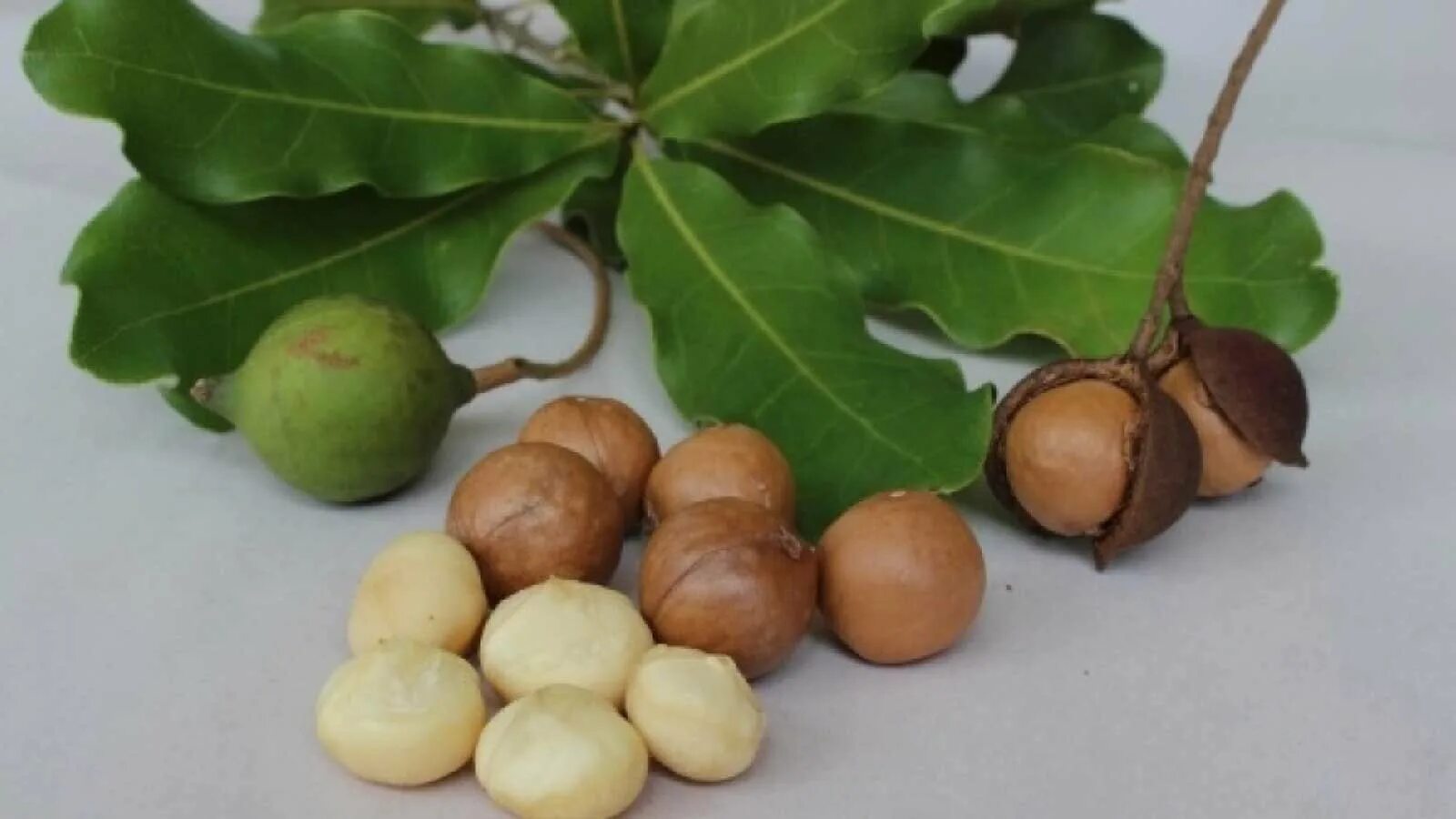 В каких странах растет макадамия. Macadamia integrifolia. Макадамия Австралия дерево. Орех макадамия Австралия. Макадамия орех дерево.