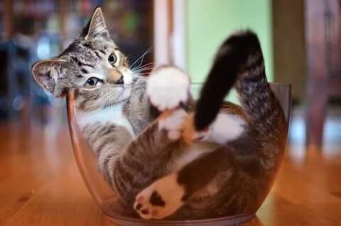 Можно смешных кошек