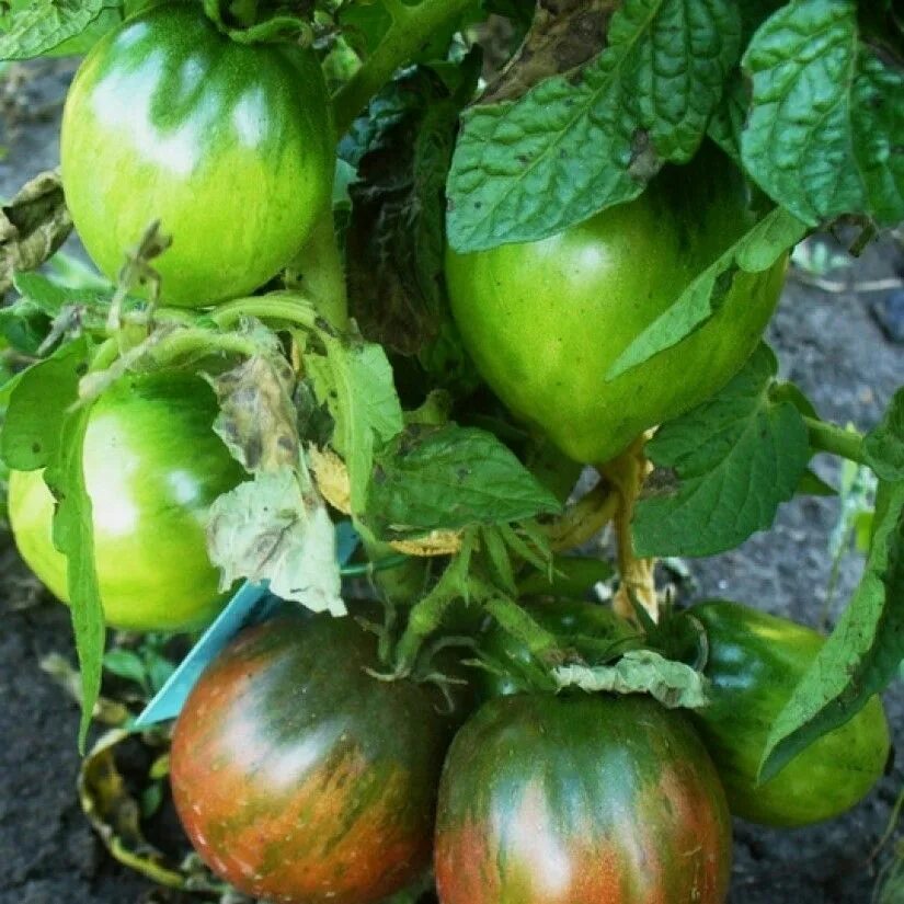 Томат гном грааль. Томат гном грааль. Яблоня коричное новое. Гном грааль. Сорта помидор.