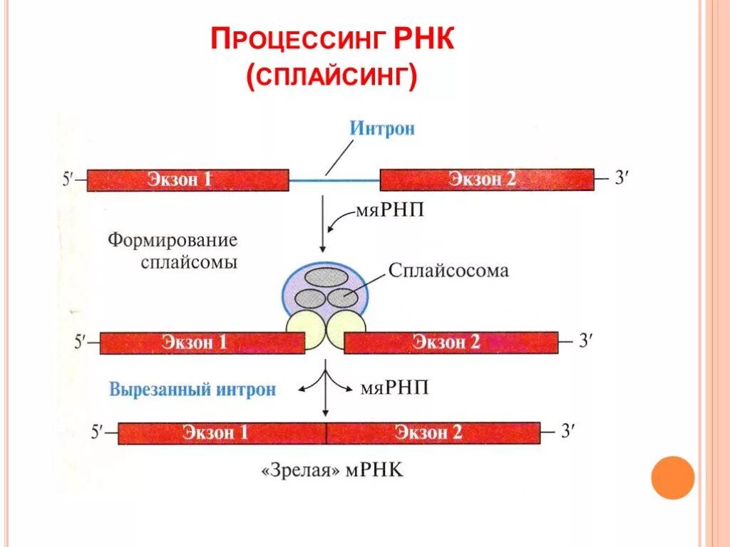 Сплайсинг и рнк транскрипция. Синтез белка процессинг сплайсинг. схема процессинга рнк. сплайсинг мрнк эукариот. сплайсинг рнк у эукариот.