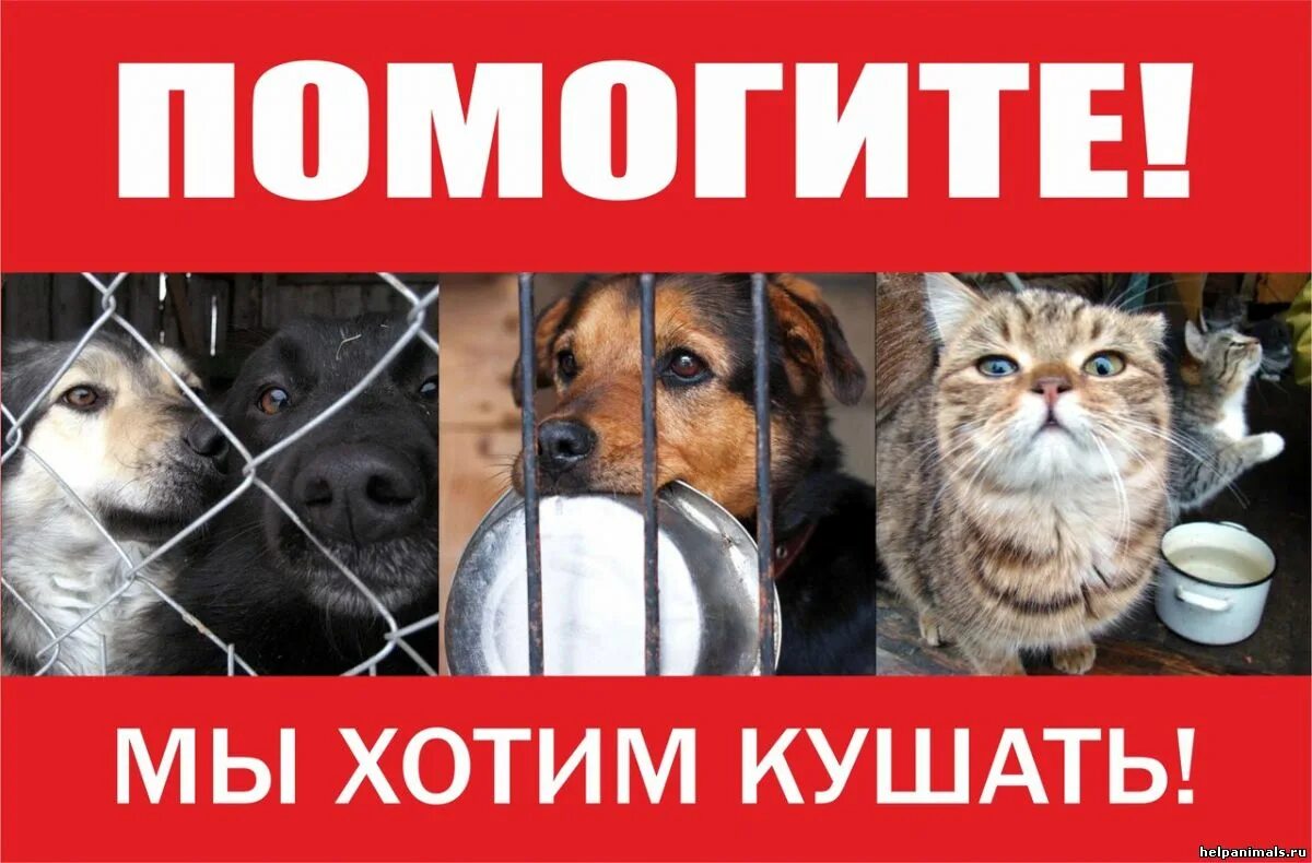 Корм для бездомных животных. Помоги приюту для животных. помогите на корм животным. помогите кормом для собак. нужна помощь приюту для бездомных животных.