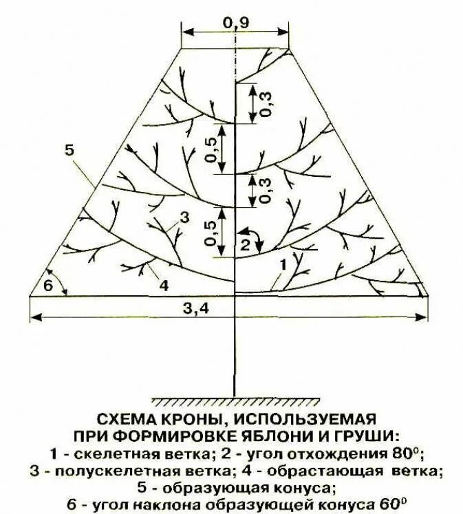 Как обрезать 5 грушу. Схема обрезки яблони весной. Правильная обрезка груши осенью схема. Весенняя обрезка груши схема. Схема подрезки груши весной.