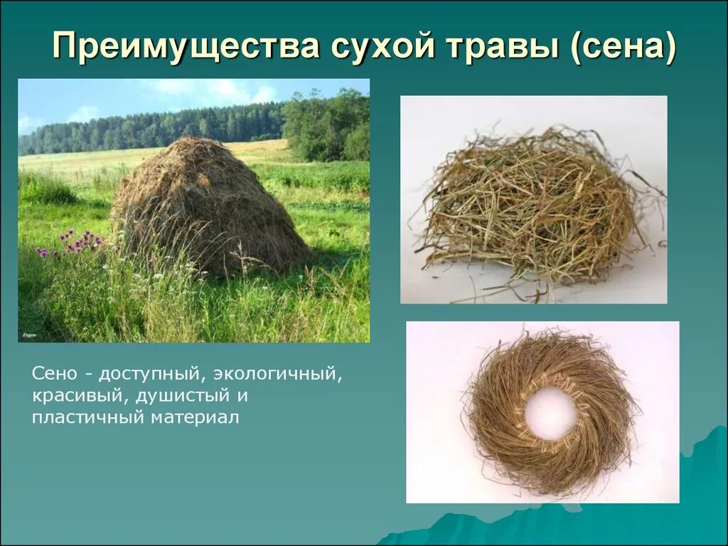 Трава сено. Преимущества сена. Сообщение сена. Сено сухая трава. Сено цитаты