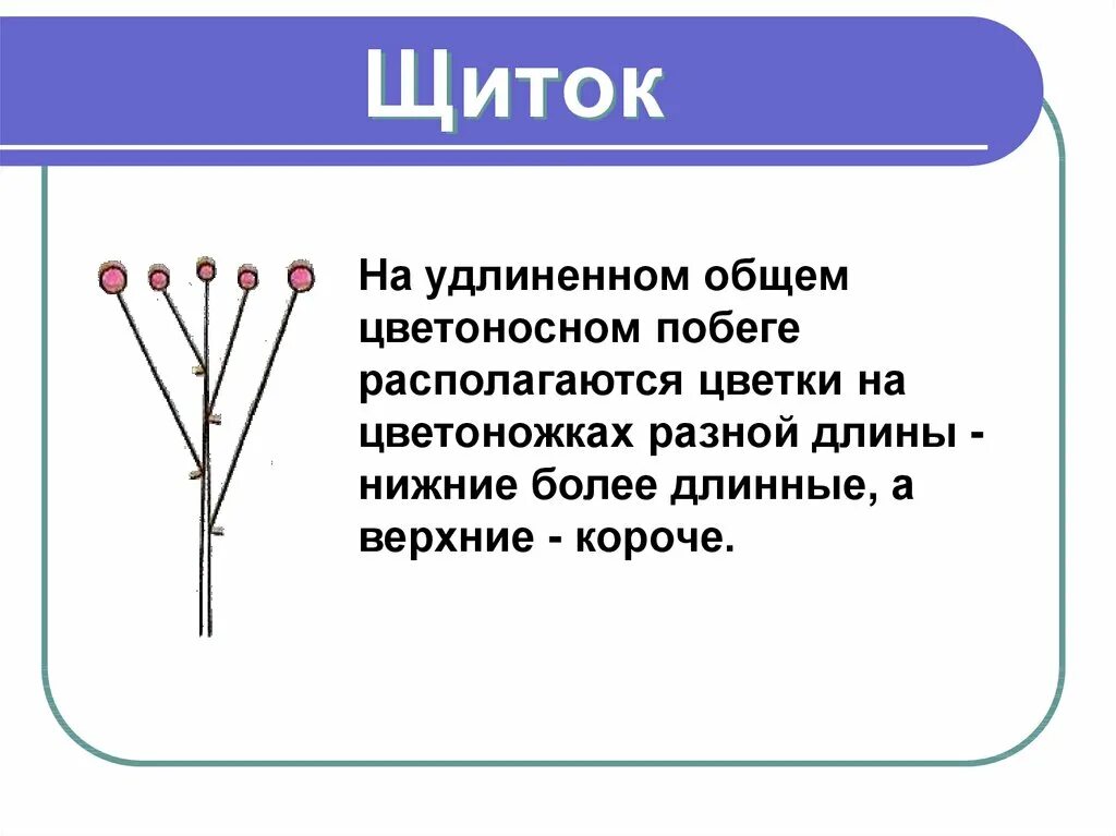 Щиток соцветие описание. Схема соцветия сложный щиток. Спирея соцветие щиток. Строение соцветия щиток. Характеристика соцветия щиток.