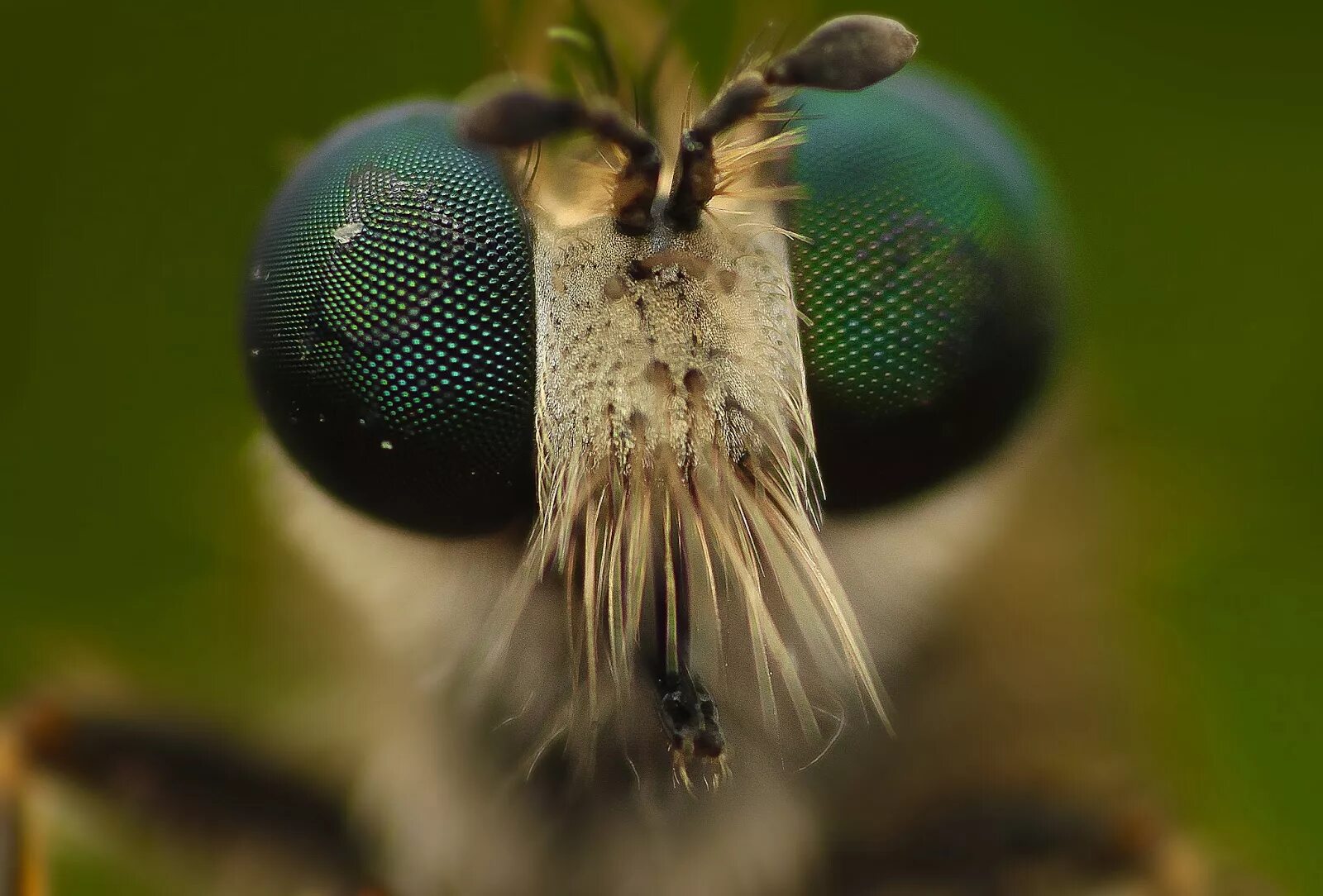 Ультра макро. Макро Nikon 18-55. Nikon 55 macro. Макросъемка. Макро фото.