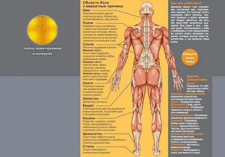 Правая сторона тела больше