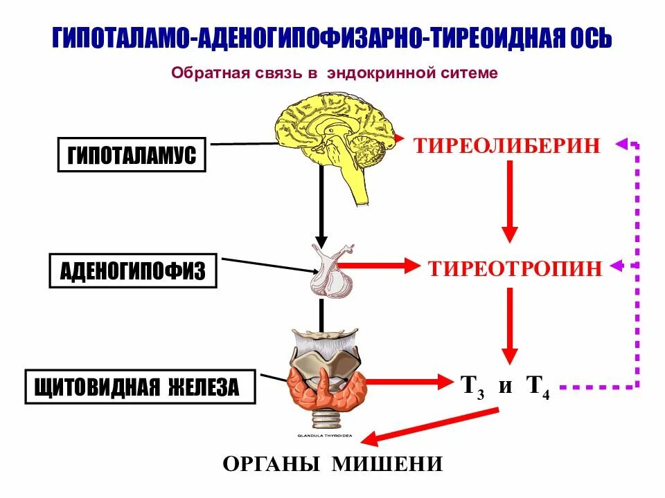 Гормоны щитовидной железы гипоталамо-гипофизарная система. Гипоталамо гипофизарная система и щитовидная железа. Схема выработки гормонов щитовидной железы. Регуляция секреции тиреоидных гормонов. Гипофункция тиреотропного гормона