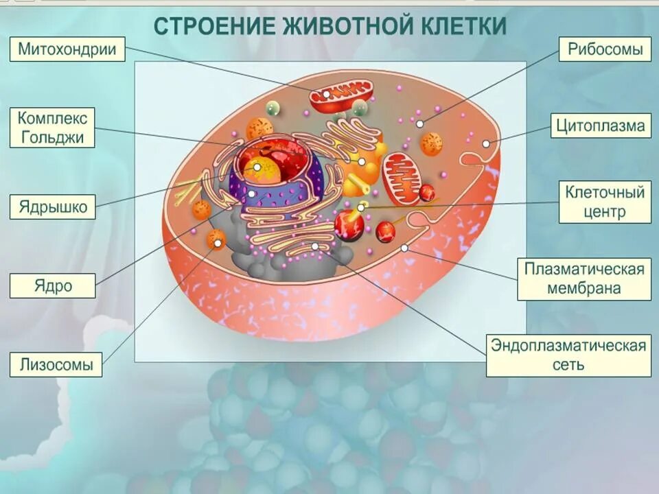 Взаимосвязь митохондрий и рибосом. Строение животной клетки строение органоидов. Строение животной клетки 7 класс биология. Строение клетки животных 9 класс биология. Органоиды и структура клетки животной.