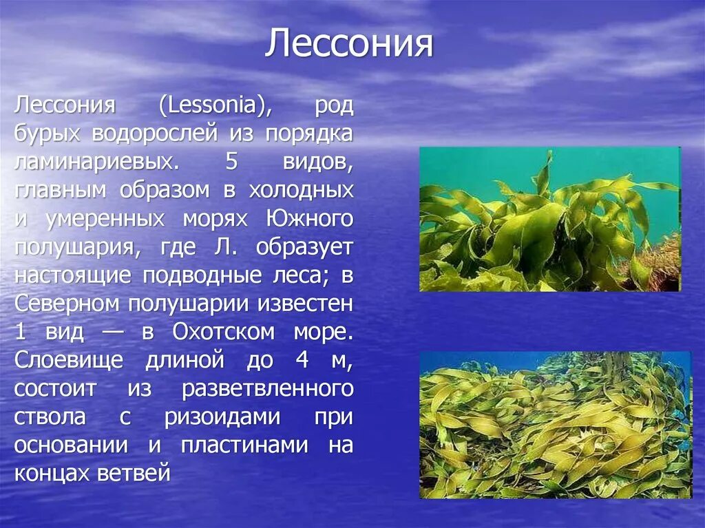 Каково значение бурых водорослей в жизни. Лессония водоросль. Род бурых водорослей. Бурые водоросли Тип питания. Отдел бурые водоросли кратко.