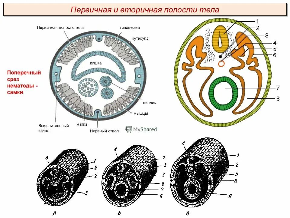 Полости тела первичная вторичная смешанная таблица. Первичная полость тела вторичная полость тела смешанная полость тела. Первичная полость тела онтогенез. Первичная полость тела и вторичная полость. Эволюция полостей тела животных