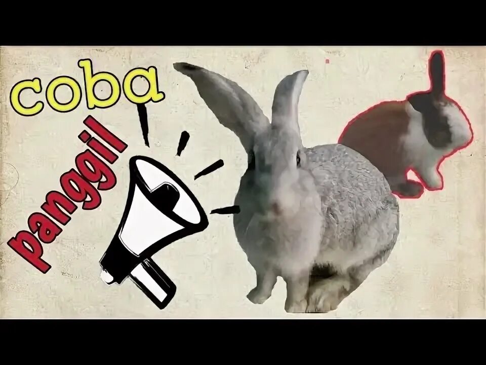 Rabbit is coming. Как говорят кролики звук. rabbits sound.