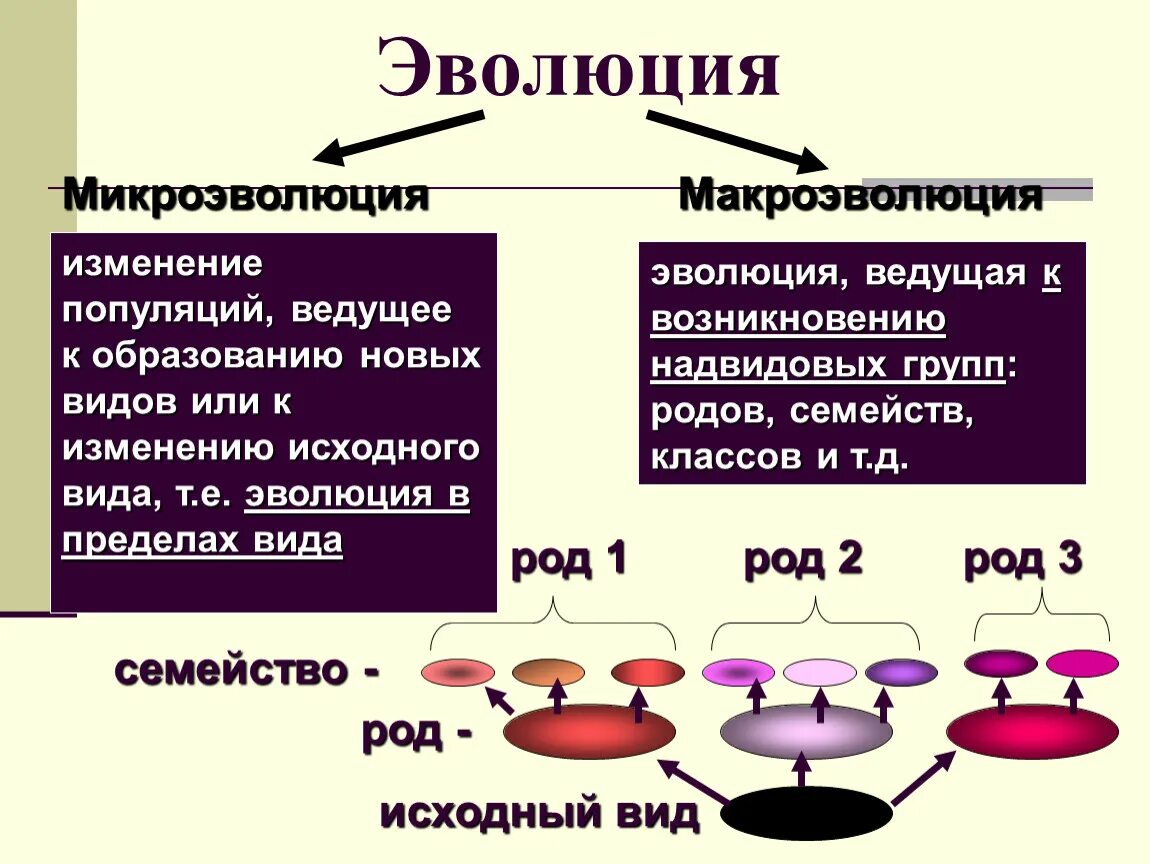 Материал для микроэволюции. Микроэволюция образование новых видов. Микроэволюция и Макроэволюция. Понятие микроэволюция. Эволюция макро и микроэволюция.