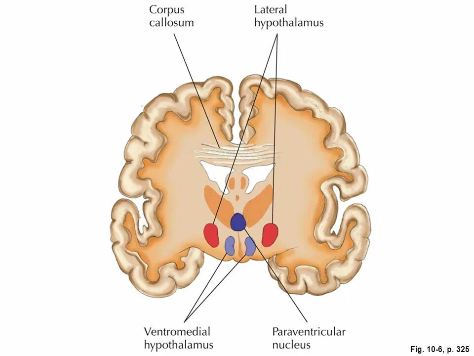 Гипоталамус и голод. Латеральный гипоталамус. Гипоталамус анатомия. Ventromedial Nucleus of the hypothalamus. Срез гипоталамуса.