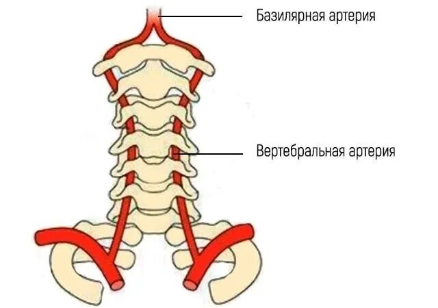 Вбн диагноз в неврологии что. Синдром позвоночной артерии с4. Вертебробазилярный синдром позвоночной артерии. Гипоплазия позвоночной артерии диаметр. Синдром вертебро базилярной артерии.