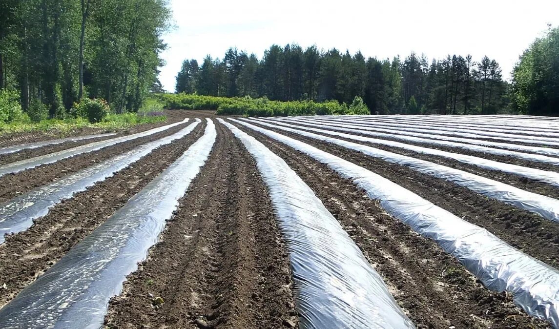 М. Агроспан для клубники. 1,5м толщ 60мкм. Мульчирующая плёнка черно-белая 1,5 м 60 мкм 500 м. Пленка для мульчирования.