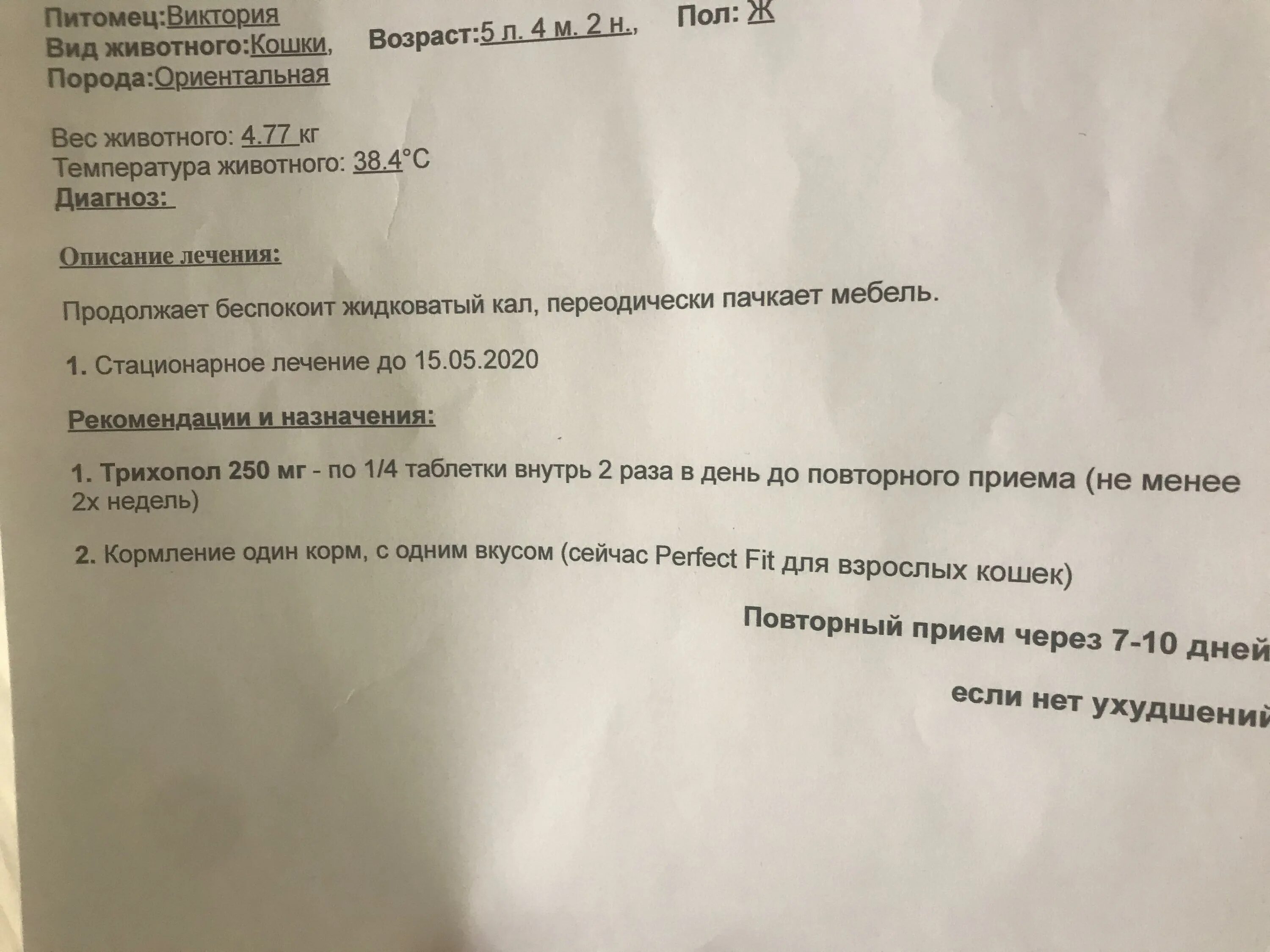 Трихопол кошке дозировка. Трихопол жидкий. трихопол для кошек. трихопол от лямблий.