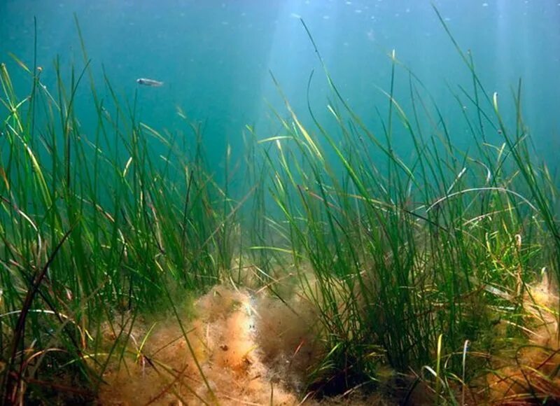 Камыш водоросли. Зостера взморник. Зостера водоросли Каспийского моря. Зостера бентос. Зостера Таманский залив.