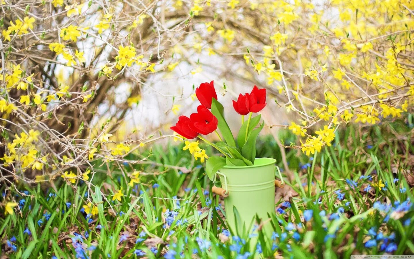 Весенние цветы. Vessennie Sveti. Яркие весенние цветы. Весенняя природа. Spring is russia