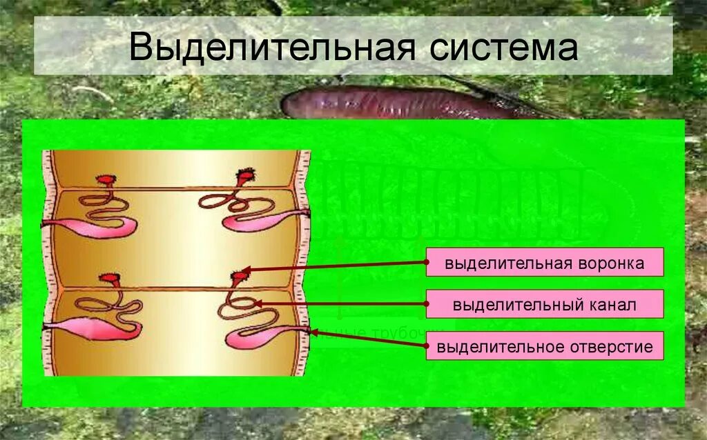 Выделительные трубочки червей. Тип кольчатые черви выделительная система. Строение метанефридии кольчатых червей. Выделительная система кольчатых червей рисунок. Кольчатые черви система выделения.