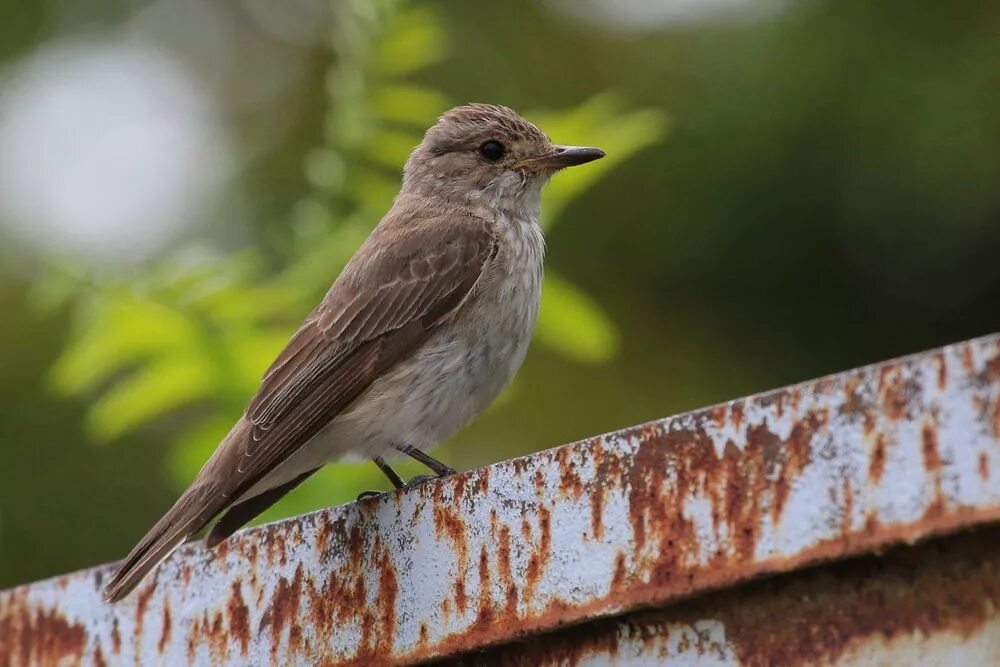 Какая будет серая птичка. Серая мухоловка (Muscicapa striata). Мухоловка серая – Muscicapa striata (Pallas, 1764). Серая мухоловка (Muscicapa striata) птенец. Коричневая мухоловка.